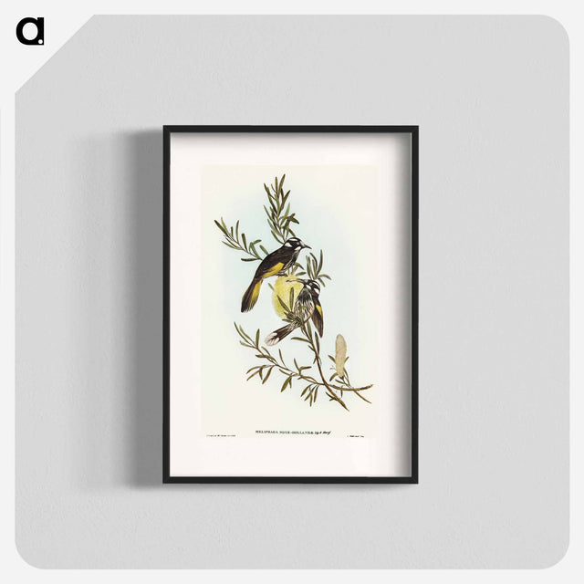 アートポスター-New Holland Honey-eater
 - オーストラリアの鳥 Poster.