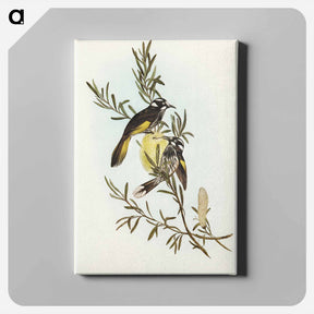 アートパネル-New Holland Honey-eater
 - オーストラリアの鳥 Canvas.