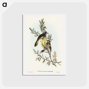 アートポストカード-New Holland Honey-eater
 - オーストラリアの鳥 Postcard.