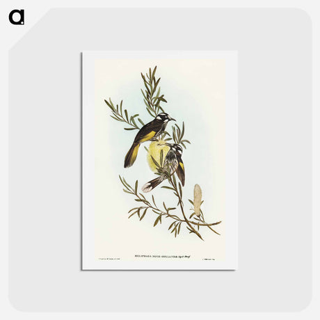 アートポストカード-New Holland Honey-eater
 - オーストラリアの鳥 Postcard.