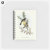 アートメモ帳-New Holland Honey-eater
 - オーストラリアの鳥 Memo.