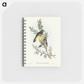 アートメモ帳-New Holland Honey-eater
 - オーストラリアの鳥 Memo.