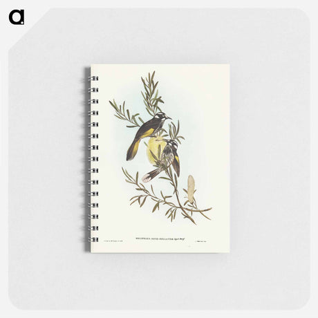 アートメモ帳-New Holland Honey-eater
 - オーストラリアの鳥 Memo.