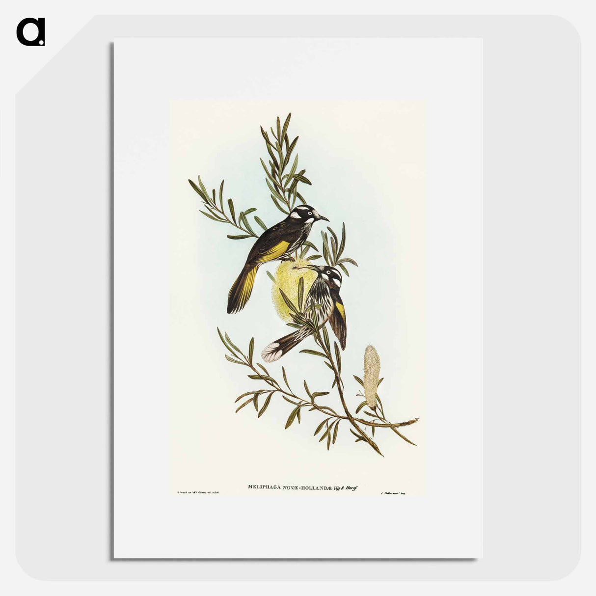 アートポスター-New Holland Honey-eater
 - オーストラリアの鳥 Poster.