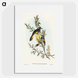 アートポスター-New Holland Honey-eater
 - オーストラリアの鳥 Poster.