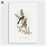New Holland Honey-eater
 - オーストラリアの鳥 Poster.