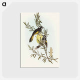 アートポストカード-New Holland Honey-eater
 - オーストラリアの鳥 Postcard.