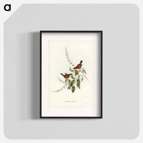 アートポスター-White-fronted Sericornis
 - ジョン グールド Poster.