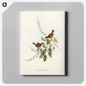 アートパネル-White-fronted Sericornis
 - ジョン グールド Canvas.