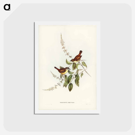 アートポストカード-White-fronted Sericornis
 - ジョン グールド Postcard.