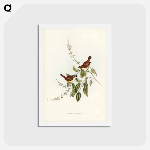 アートポストカード-White-fronted Sericornis
 - ジョン グールド Postcard.