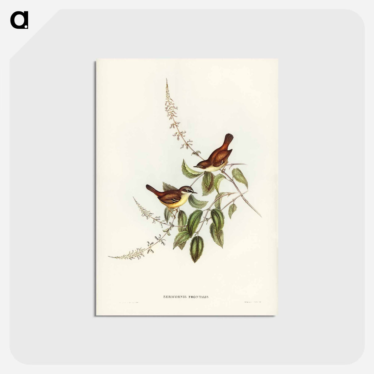 アートポストカード-White-fronted Sericornis
 - ジョン グールド Postcard.