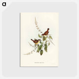 アートポストカード-White-fronted Sericornis
 - ジョン グールド Postcard.