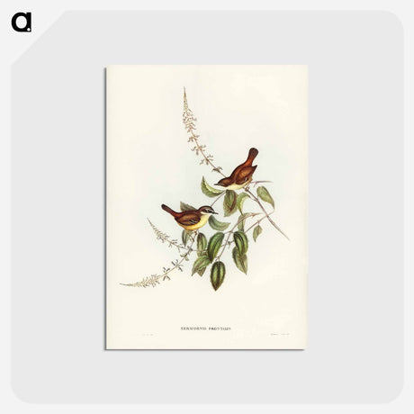 アートポストカード-White-fronted Sericornis
 - ジョン グールド Postcard.