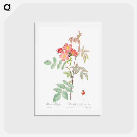 アートポストカード-Redleaf Rose - ピエール ジョゼフ ルドゥーテ Postcard.