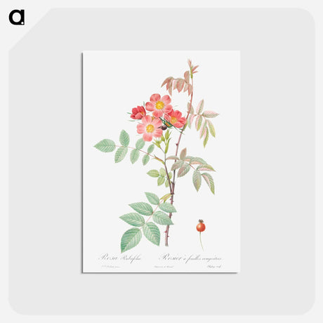 アートポストカード-Redleaf Rose - ピエール ジョゼフ ルドゥーテ Postcard.