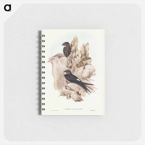 アートメモ帳-Australian Swift
 - ジョン グールド Memo.