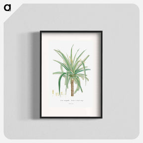 アートポスター-Aloe Marginalis - ピエール ジョゼフ ルドゥーテ Poster.