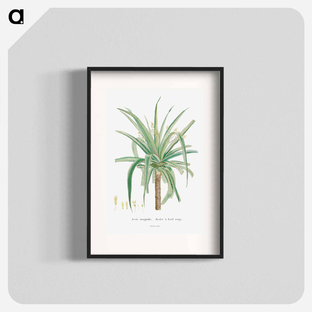 Aloe Marginalis - ピエール ジョゼフ ルドゥーテ Poster.