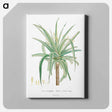アートパネル-Aloe Marginalis - ピエール ジョゼフ ルドゥーテ Canvas.