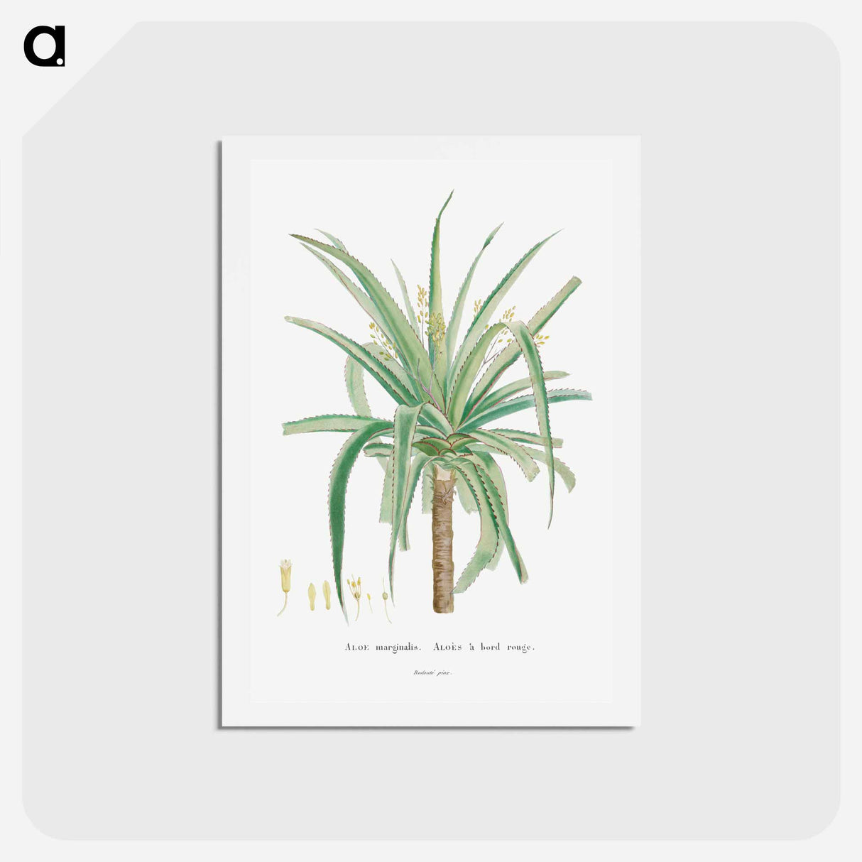 アートポストカード-Aloe Marginalis - ピエール ジョゼフ ルドゥーテ Postcard.