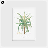 アートポストカード-Aloe Marginalis - ピエール ジョゼフ ルドゥーテ Postcard.
