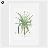 Aloe Marginalis - ピエール ジョゼフ ルドゥーテ Poster.