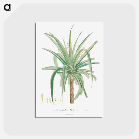 アートポストカード-Aloe Marginalis - ピエール ジョゼフ ルドゥーテ Postcard.