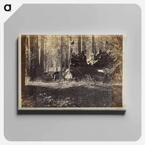 アートパネル-The Father of the Forest
 - エドワード マイブリッジ Canvas.