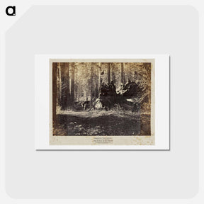 アートポストカード-The Father of the Forest
 - エドワード マイブリッジ Postcard.