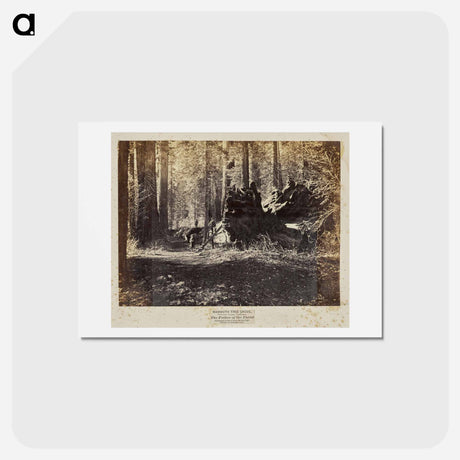 アートポストカード-The Father of the Forest
 - エドワード マイブリッジ Postcard.