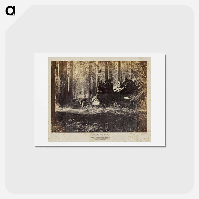 アートポストカード-The Father of the Forest
 - エドワード マイブリッジ Postcard.
