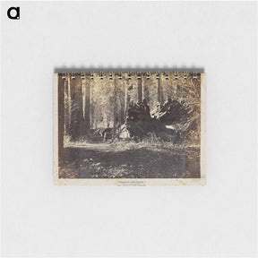 アートメモ帳-The Father of the Forest
 - エドワード マイブリッジ Memo.
