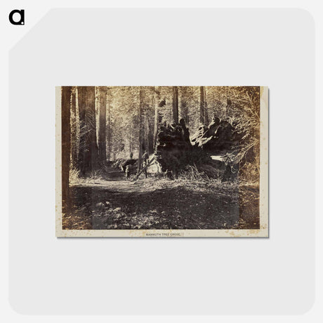 アートポストカード-The Father of the Forest
 - エドワード マイブリッジ Postcard.