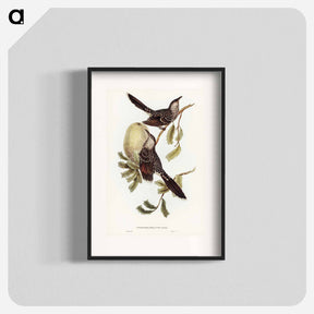 アートポスター-Brush Wattle Bird
 - ジョン グールド Poster.