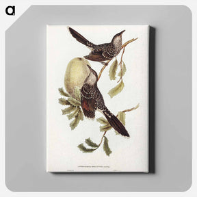 アートパネル-Brush Wattle Bird
 - ジョン グールド Canvas.
