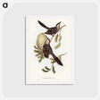 アートポストカード-Brush Wattle Bird
 - ジョン グールド Postcard.