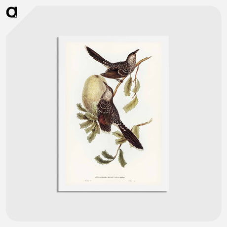 アートポストカード-Brush Wattle Bird
 - ジョン グールド Postcard.