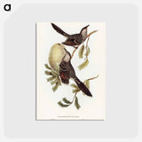 アートポストカード-Brush Wattle Bird
 - ジョン グールド Postcard.