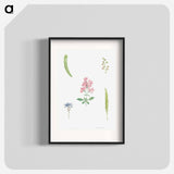 Flower set from La Botanique de J. J. Rousseau - ピエール ジョゼフ ルドゥーテ Poster.