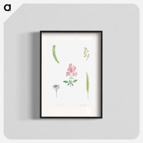 アートポスター-Flower set from La Botanique de J. J. Rousseau - ピエール ジョゼフ ルドゥーテ Poster.