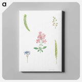 アートパネル-Flower set from La Botanique de J. J. Rousseau - ピエール ジョゼフ ルドゥーテ Canvas.