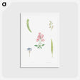 アートポストカード-Flower set from La Botanique de J. J. Rousseau - ピエール ジョゼフ ルドゥーテ Postcard.