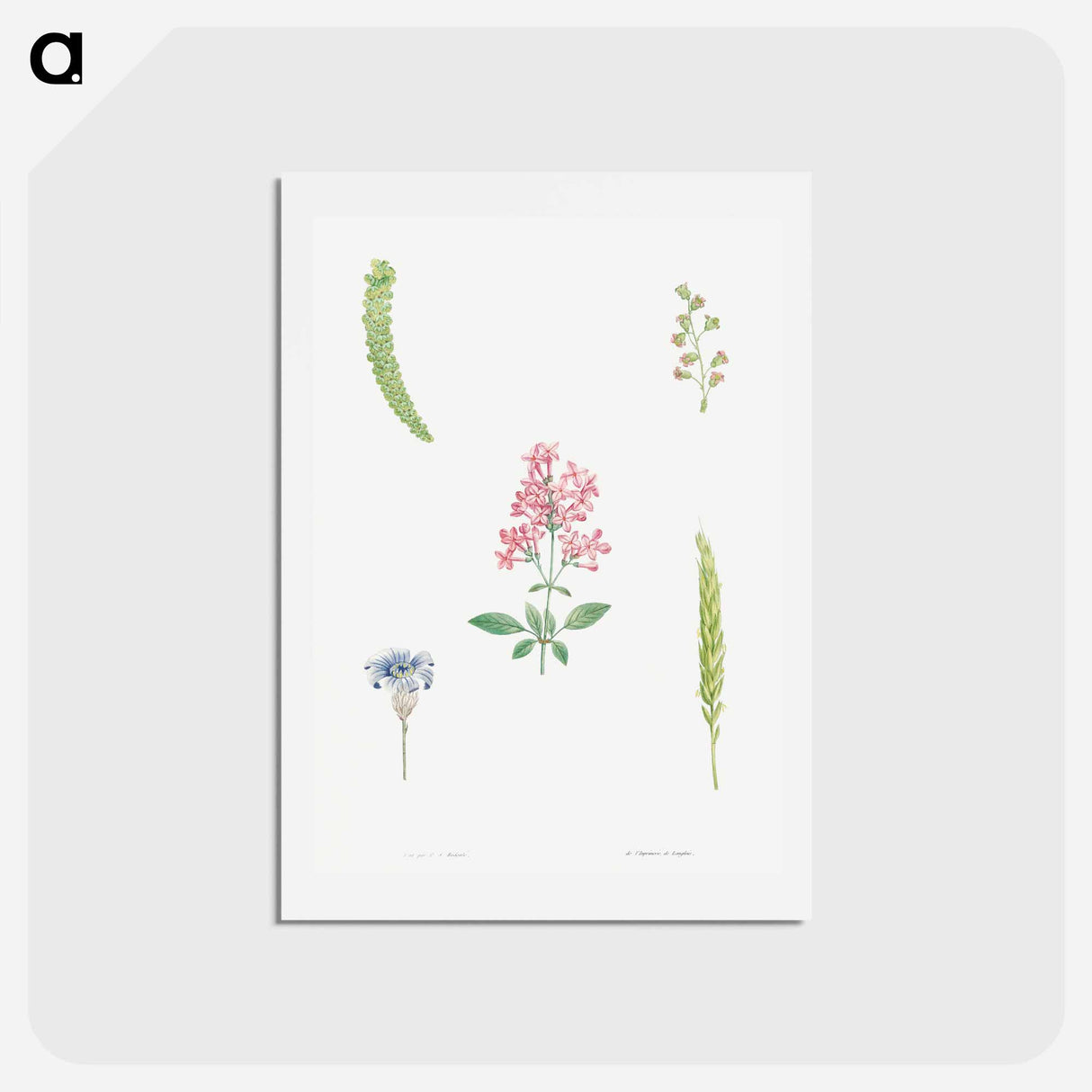 アートポストカード-Flower set from La Botanique de J. J. Rousseau - ピエール ジョゼフ ルドゥーテ Postcard.