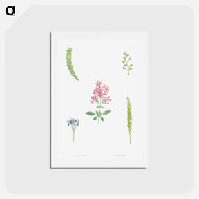 アートポストカード-Flower set from La Botanique de J. J. Rousseau - ピエール ジョゼフ ルドゥーテ Postcard.