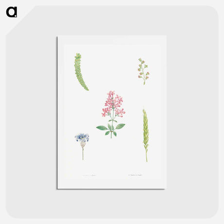 アートポストカード-Flower set from La Botanique de J. J. Rousseau - ピエール ジョゼフ ルドゥーテ Postcard.