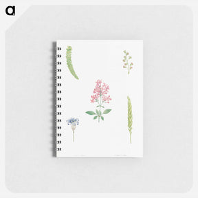アートメモ帳-Flower set from La Botanique de J. J. Rousseau - ピエール ジョゼフ ルドゥーテ Memo.