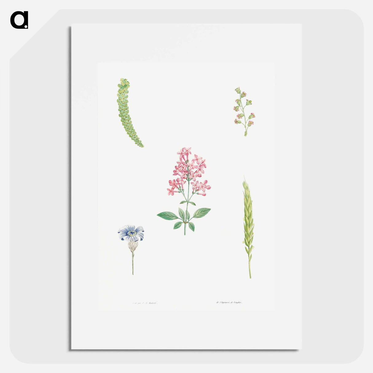 Flower set from La Botanique de JJ Rousseau - Pierre Joseph Redouté Poster.