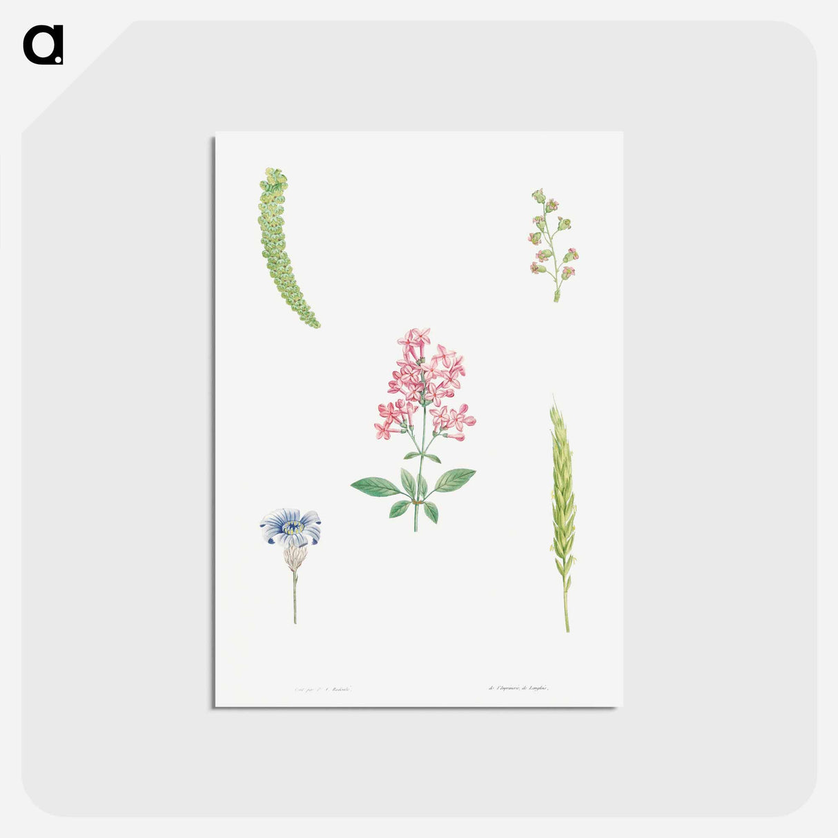 アートポストカード-Flower set from La Botanique de J. J. Rousseau - ピエール ジョゼフ ルドゥーテ Postcard.