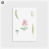 アートポストカード-Flower set from La Botanique de J. J. Rousseau - ピエール ジョゼフ ルドゥーテ Postcard.